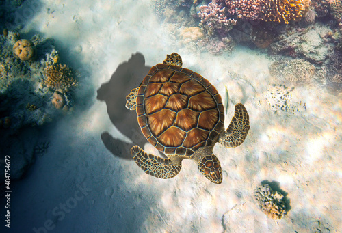 Fototapeta The green sea turtle, Chelonia mydas