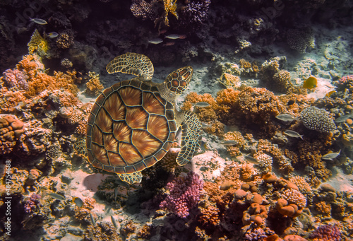 The green sea turtle, Chelonia mydas. Caribbean, Cayman Islands, Galapagos Islands, Grand Cayman, UNESCO World Heritage Site. Young Green Sea Turtle, Overhead View