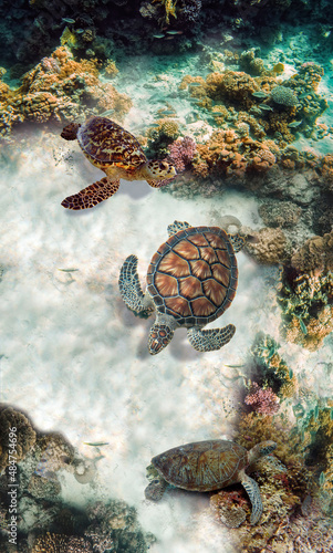 The green sea turtle, Chelonia mydas. Caribbean, Cayman Islands, Galapagos Islands, Grand Cayman, UNESCO World Heritage Site. Young Green Sea Turtle, Overhead View