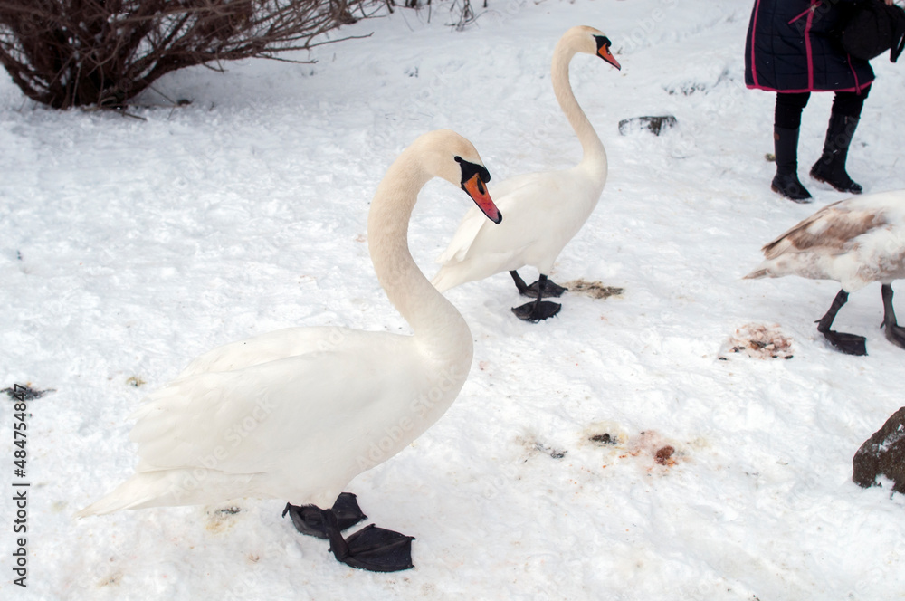 white swan paws on the ice reflecting white swan paws on the ice reflecting