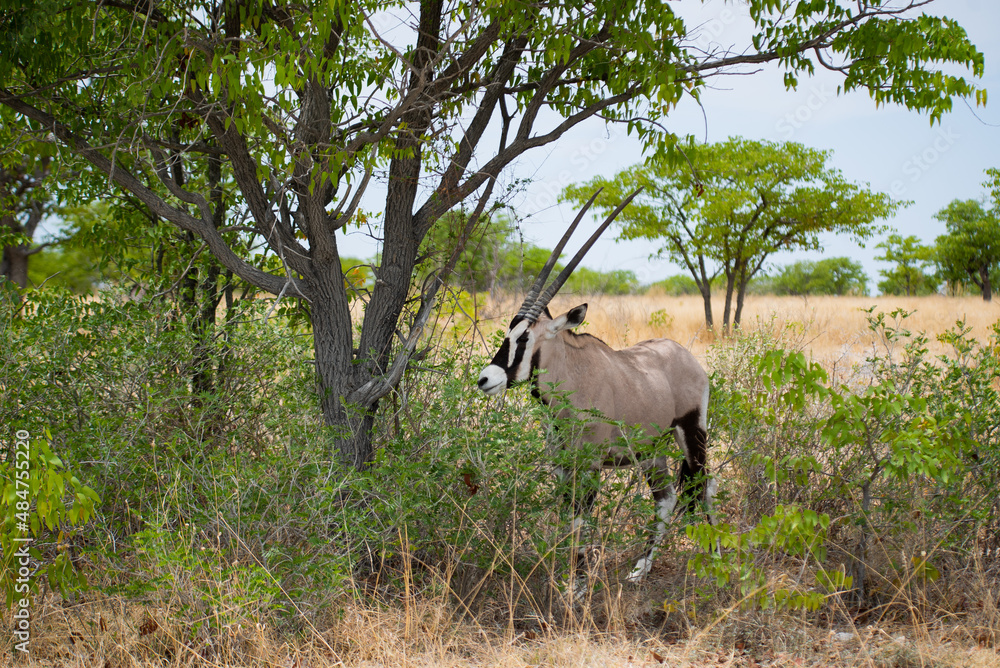 Oryx antelope in the wild. Safari in Africa, African savannah wildlife. Oryx antelope in the wild. Safari in Africa, African savannah wildlife.