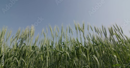 Alberta Wheat Field in the middle of Summer in Canada photo