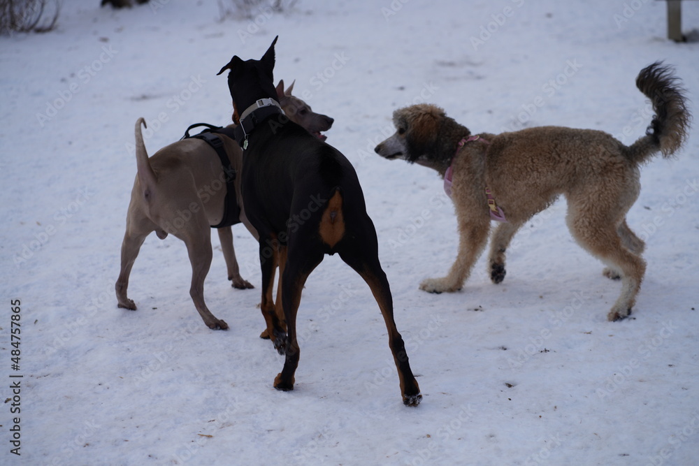Dogs are playing in doggy park Dogs are playing in doggy park
