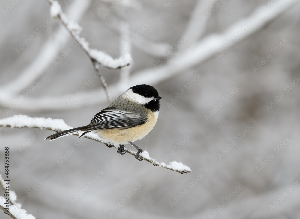 Fototapeta premium Black-Capped Chickadee Perched on a Snowy Twig in Winter 
