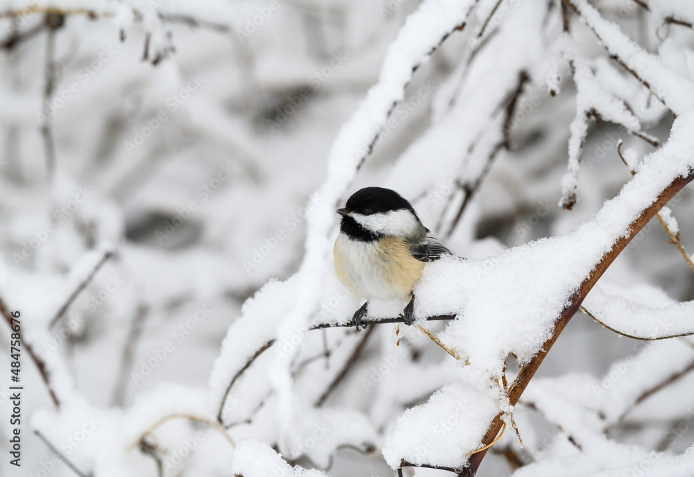 Black-Capped Chickadee Perched on a Snowy Twig in Winter Black-Capped Chickadee Perched on a Snowy Twig in Winter