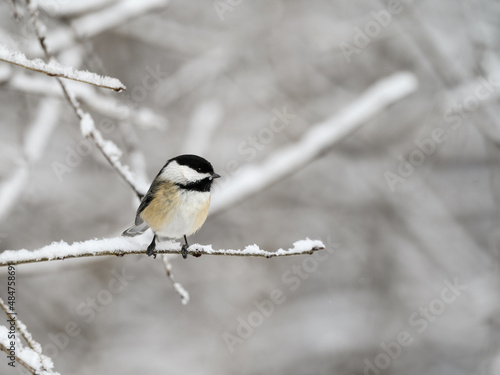 Black-Capped Chickadee Perched on a Snowy Twig in Winter 