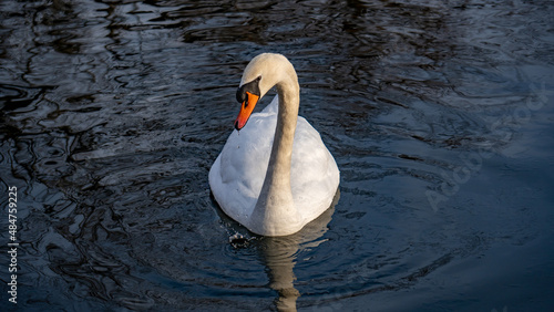 Swan swimming in a lake during winter