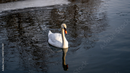 Swan swimming in a lake during winter