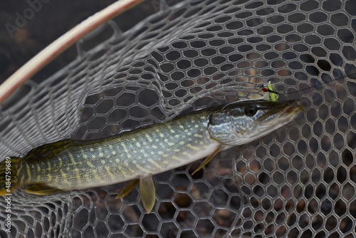 juvenile northern pike caught on fly