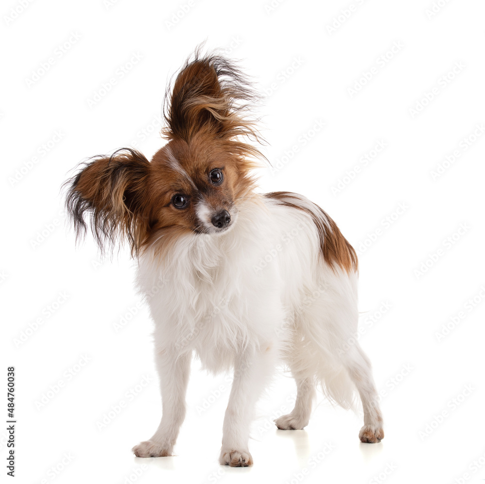 papillon dog in studio papillon dog in studio