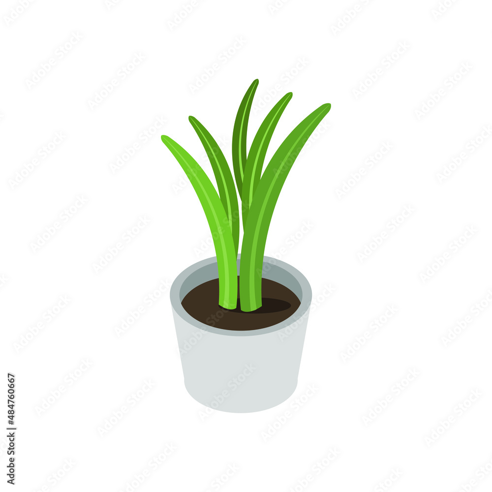 Isometric plant Isometric plant