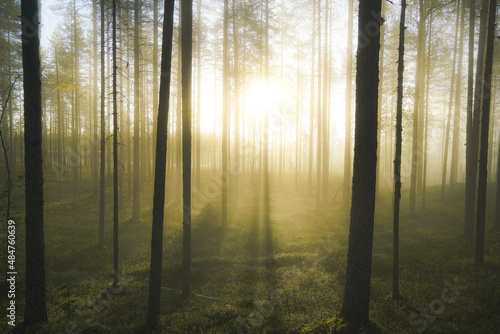 Sun rays in the morning in finnish forest in Tiilikkajärvi national park