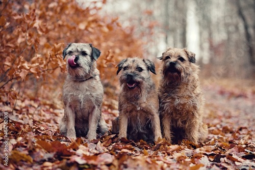 border terrier