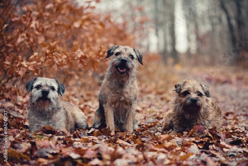Fotografie border terrier
