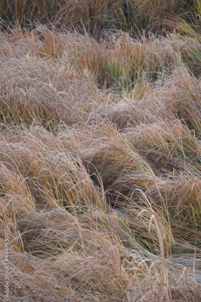 sand dunes and grass