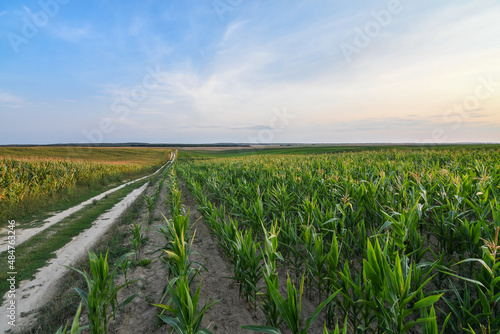 Wide angle view of corn or maize field at sunset. Agricultural concept. Selective focus.