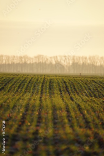 field of wheat in autumn