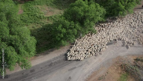 Aerial view of a flock of sheep walking along the road with shepherds on horseback. Aerial drone footage of sheep herd at summer sunset.