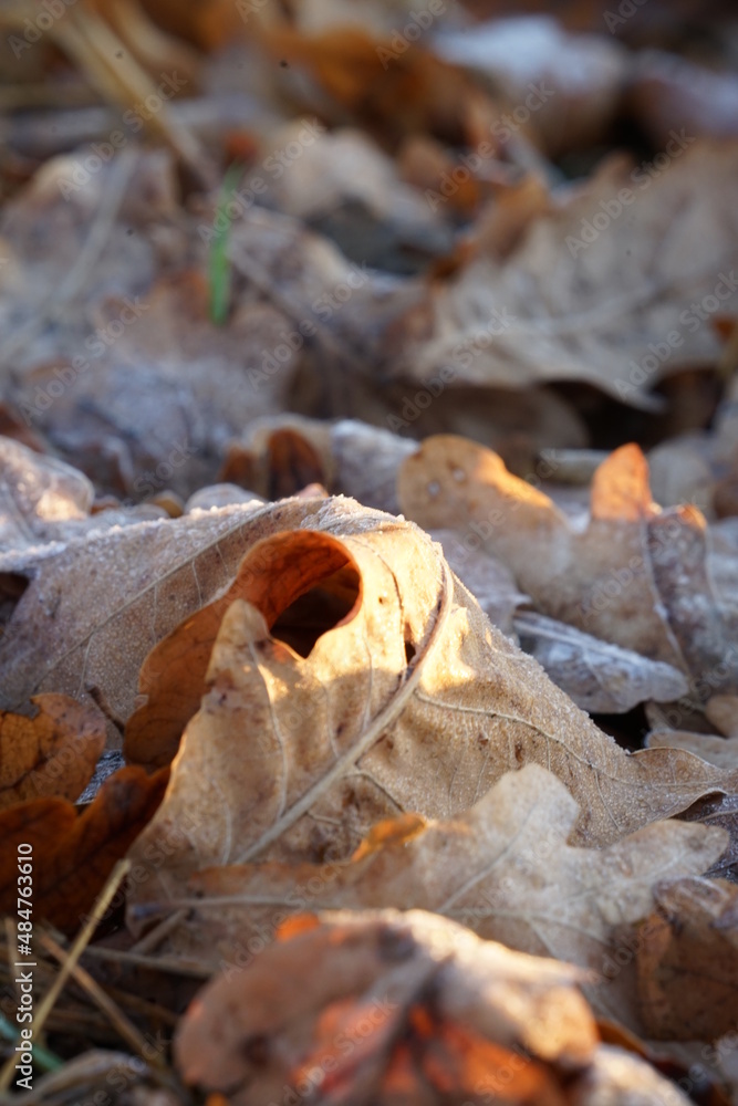 autumn leaves on the rocks