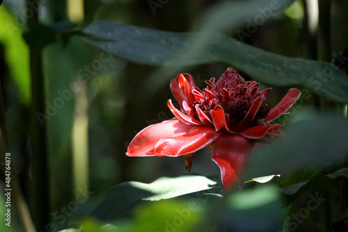 Beautiful Costus barbatus flower hit by a ray of sun photo