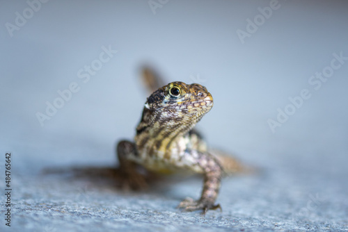 A selective focus shot of a curlytail lizard that is indigenous to the Cayman Islands. This little fella was snapped while scurrying towards the camera photo