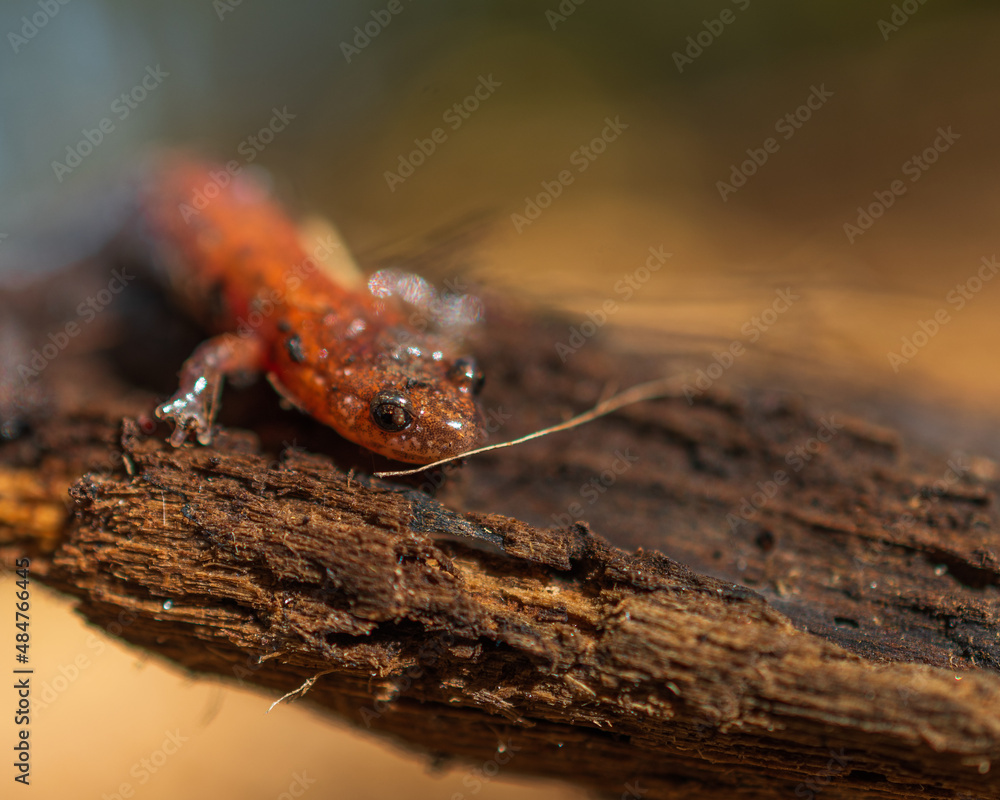 Southern Red-backed Salamander on the wood Southern Red-backed Salamander on the wood