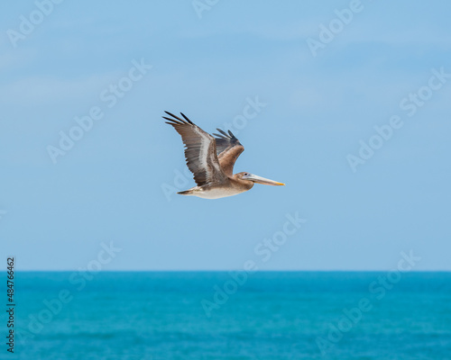 Pelican flying alone with open wings