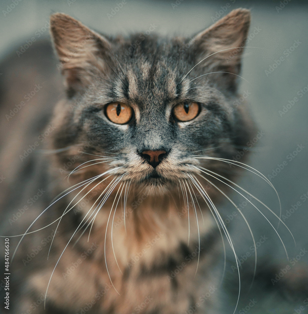 look cat animal beautiful portrait look cat animal beautiful portrait