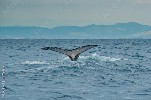 WHALE TAIL IN TO THE SEA
