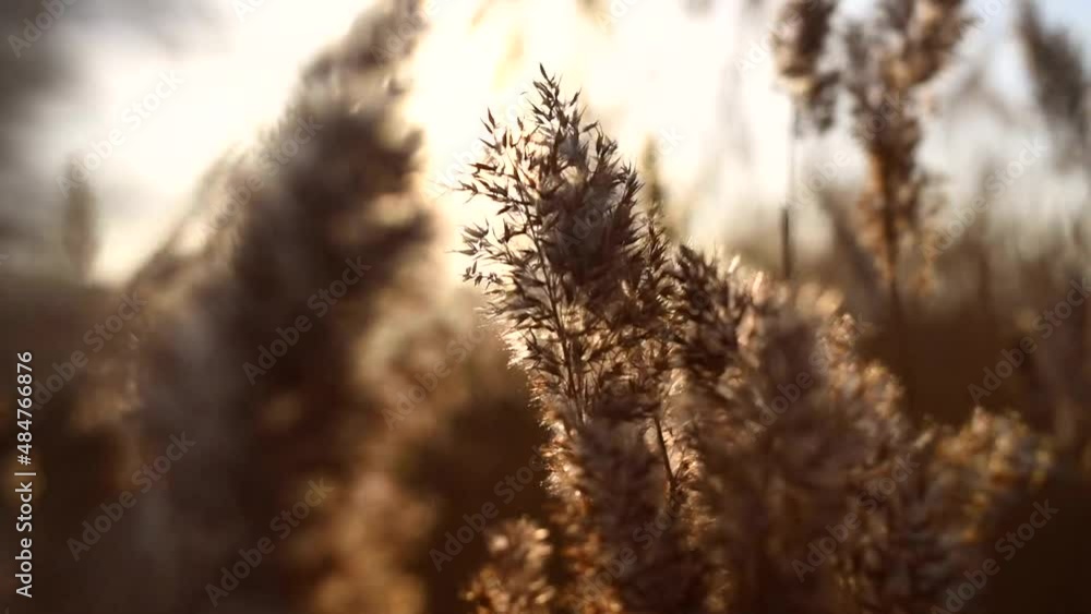 Close up of reeds blowing in the wind Close up of reeds blowing in the wind