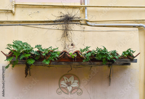 Detail of the exterior of an old building with a small roof of tiles on which some plants have grown and with a floral decoration painted on the wall, Sanremo, Imperia, Liguria, Italy


