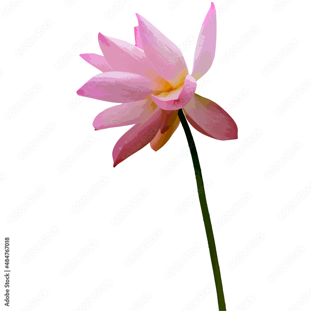 Vector illustration of pink lotus flower