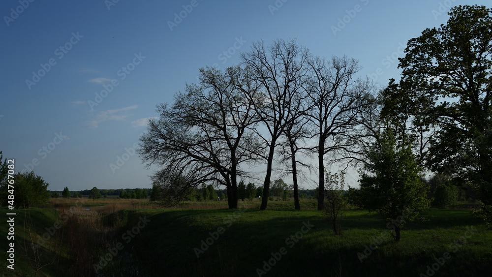 Fototapeta premium trees in the morning