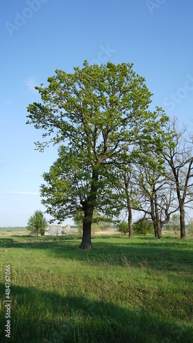 tree on a meadow