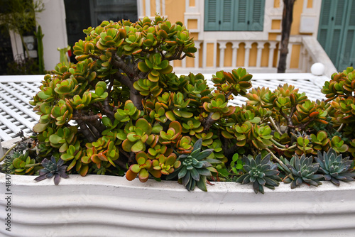 Close-up of Crassula succulent plants in a white pot on terrace of a house, Sanremo, Imperia, Liguria, Italy