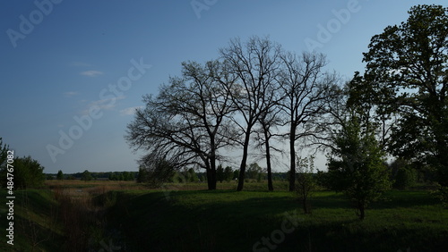 trees in the morning © Viacheslav