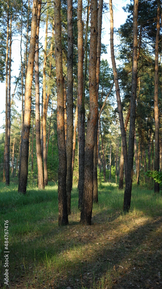 autumn forest in the morning