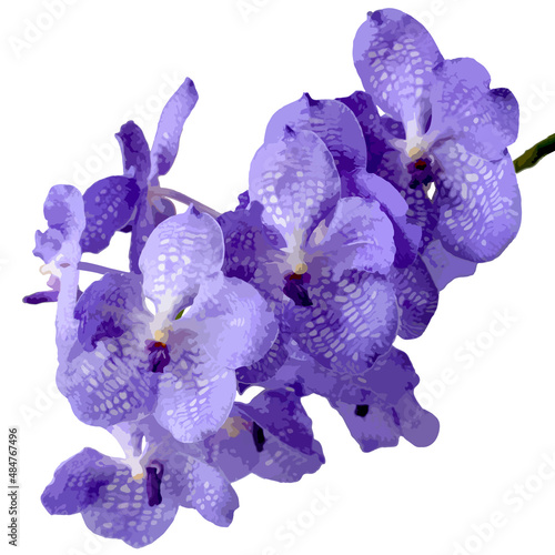Vector illustration of blue vanda orchid flower