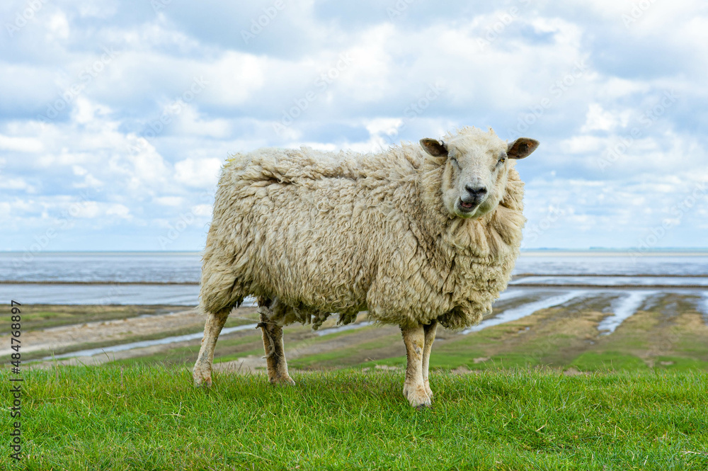 Crazy Looking Sheep On The Dike Crazy Looking Sheep On The Dike