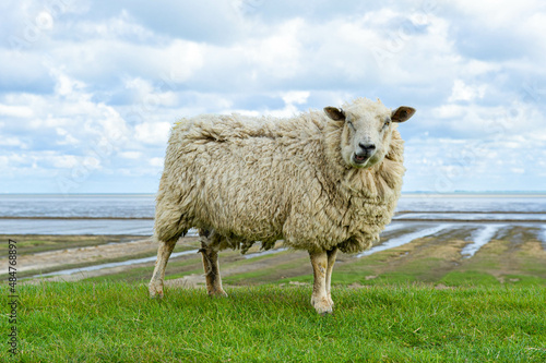 Crazy Looking Sheep On The Dike