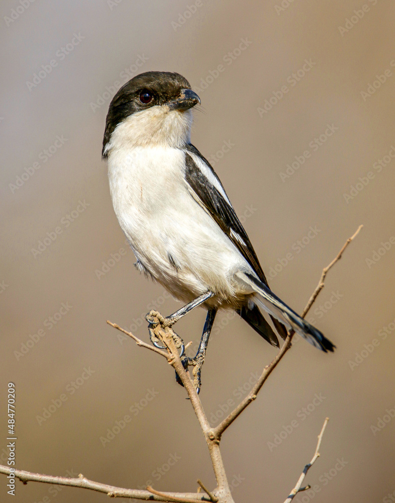 Fototapeta premium Southern Fiscal, South Africa