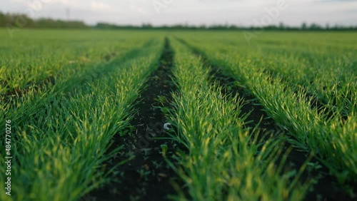 Wallpaper Mural ears of green wheat on the field sunset. wheat agriculture harvesting lifestyle agribusiness concept. walk in large wheat field. large harvest of wheat in summer on the field landscape Torontodigital.ca