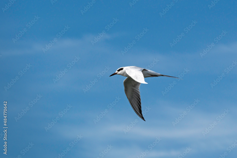 Tern, a common shore bird along beaches and barrier islands, in flight against a blue sky. Tern, a common shore bird along beaches and barrier islands, in flight against a blue sky.