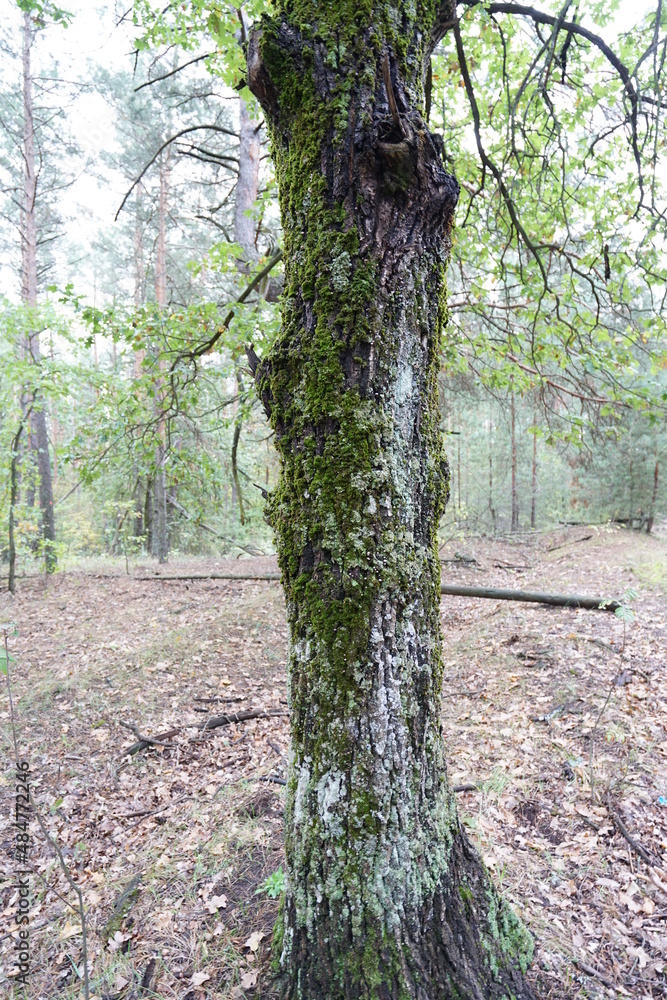 Naklejka premium tree in the woods