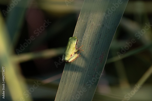 Mała zielona żaba rzekotka siedzi na liściu trzciny w świetle zachodzącego słońca