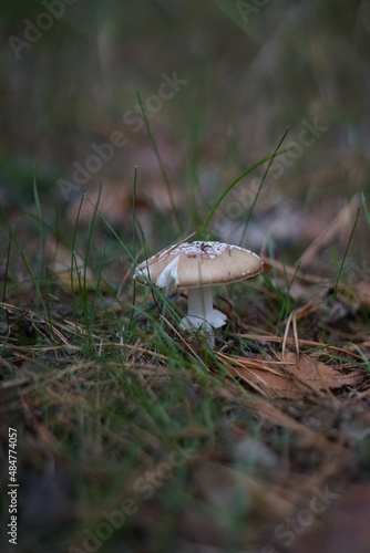 mushrooms in the grass