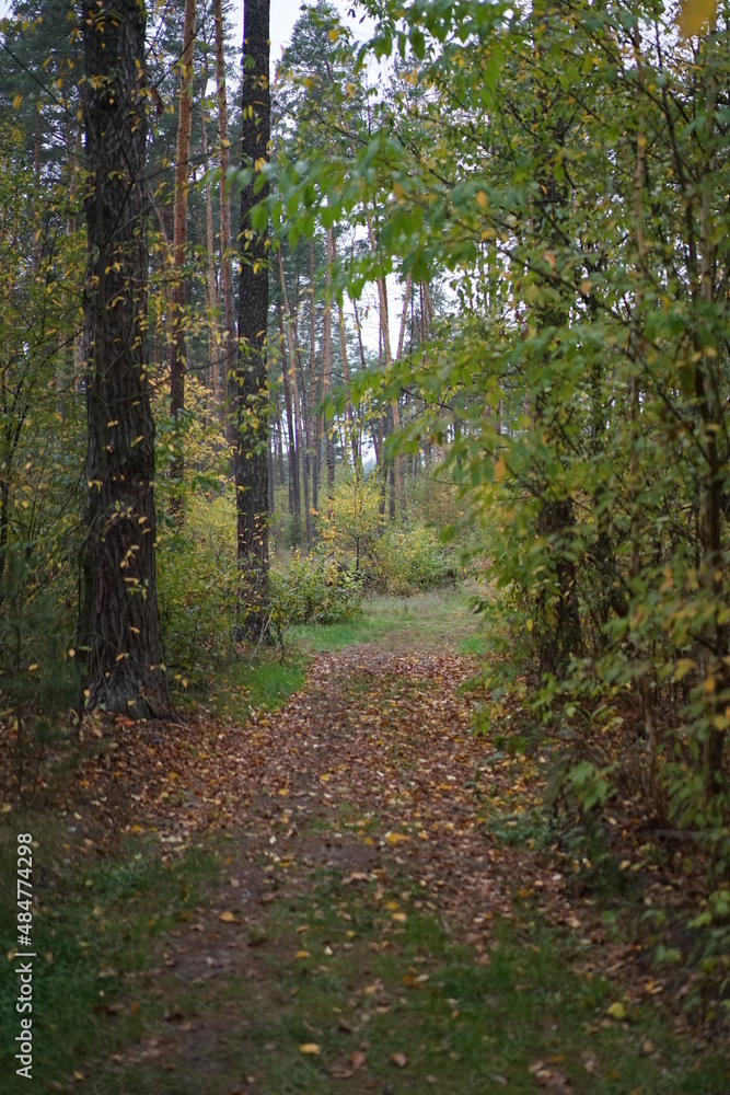 Obraz premium footpath in the woods