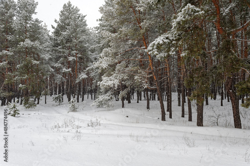 Beautiful scenic view of pine forest with trees covered with snow