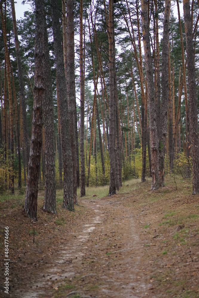 Fototapeta premium path in the forest