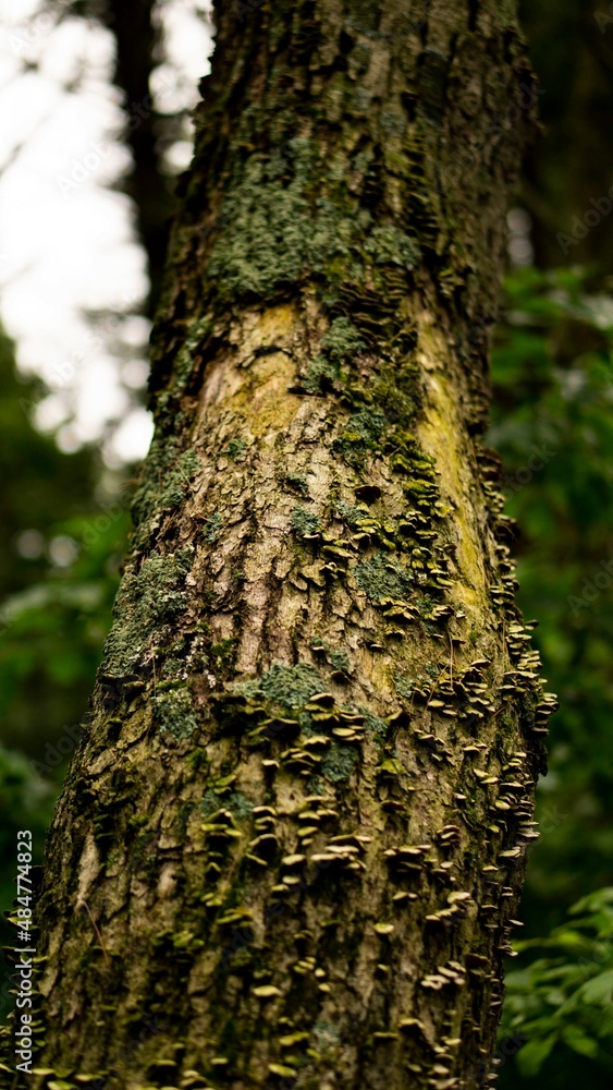 Fototapeta premium simbiotic 2